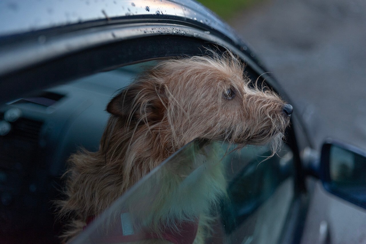 How To Keep Your Dog Safe in the Car