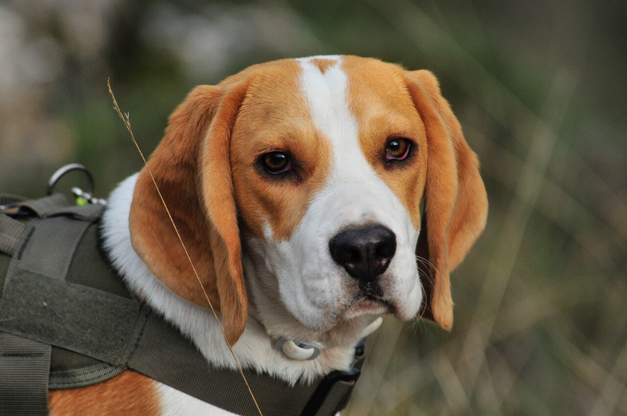 Beagle Information and Characteristics