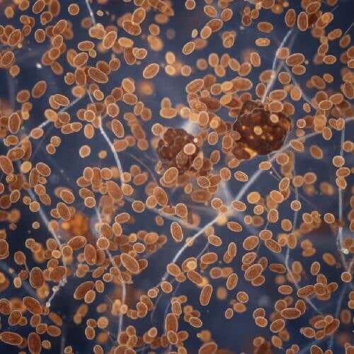 Liquid Spores