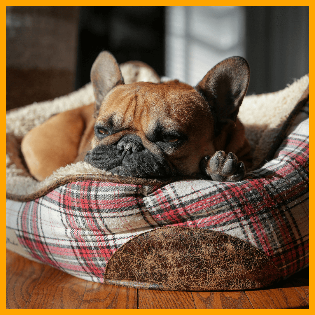 healthy pets