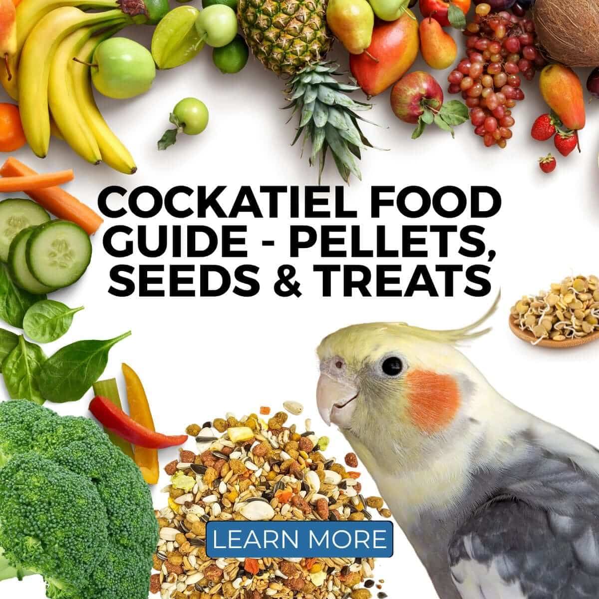 Cockatiel Food Guide: Pellets, Seeds & Treats