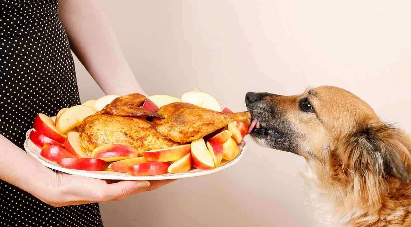 Thanksgiving - Should You Share Food With Your Dog?