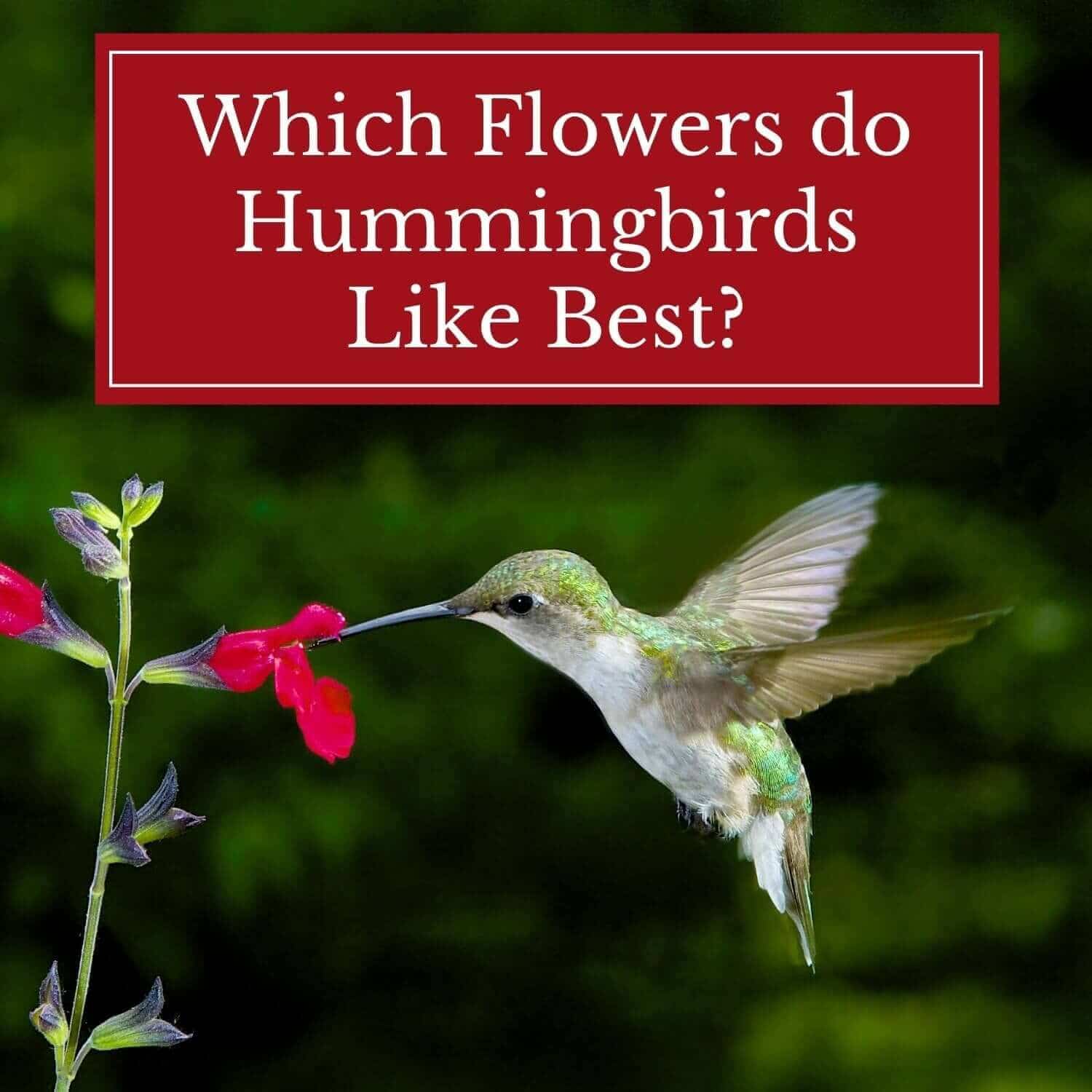 Which Flowers Do Hummingbirds Like Best?