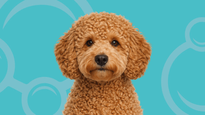 Goldendoodle F1B Temperament 
