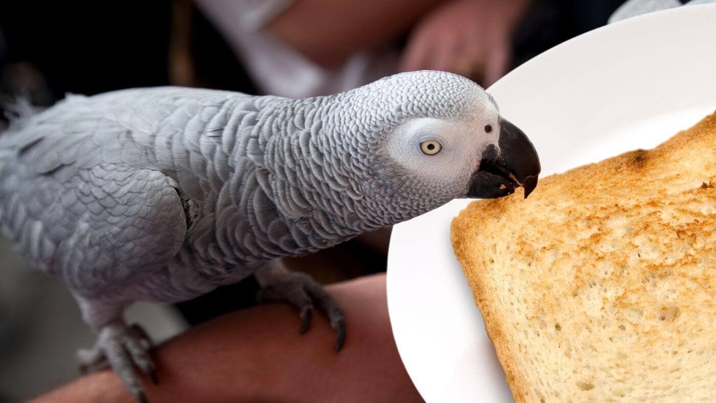 Can A Parrot Eat Toast?