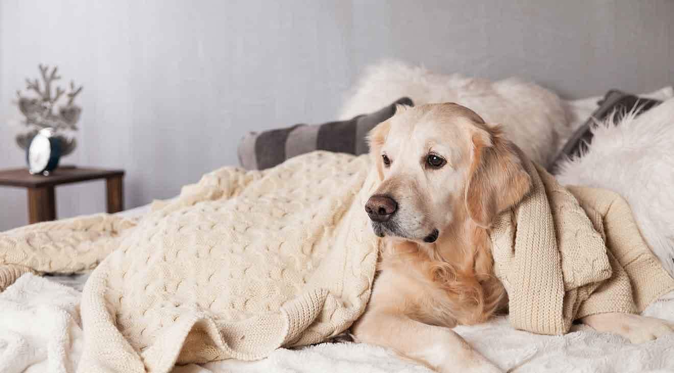Should You Allow Your Dog on the Bed?
