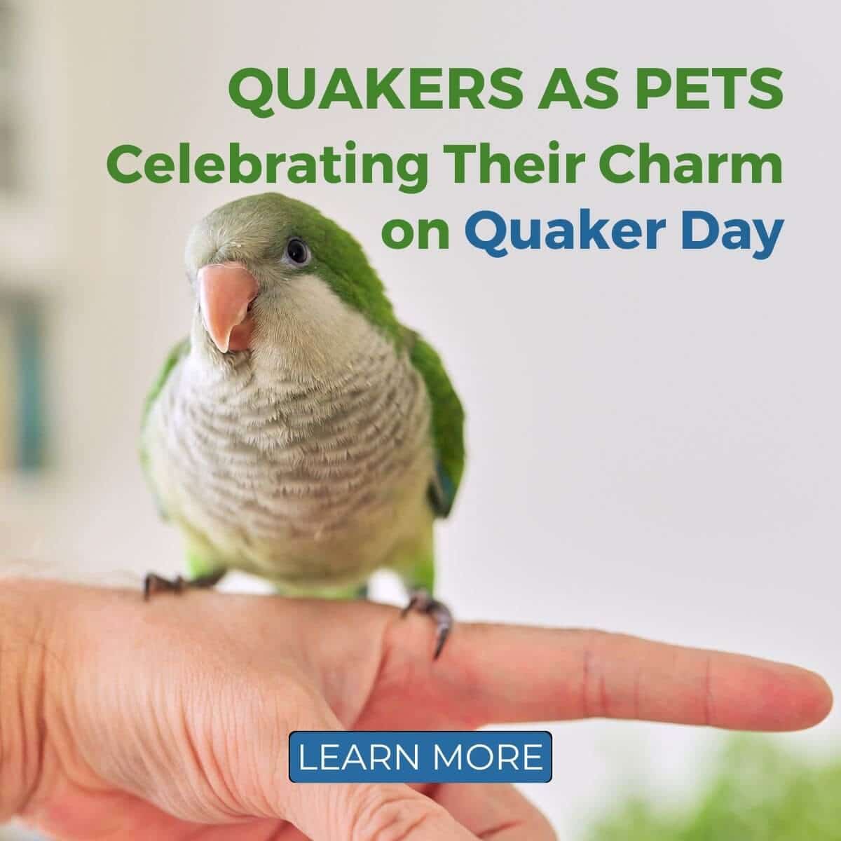 Quakers as Pets: Celebrating Their Charm on Quaker Day