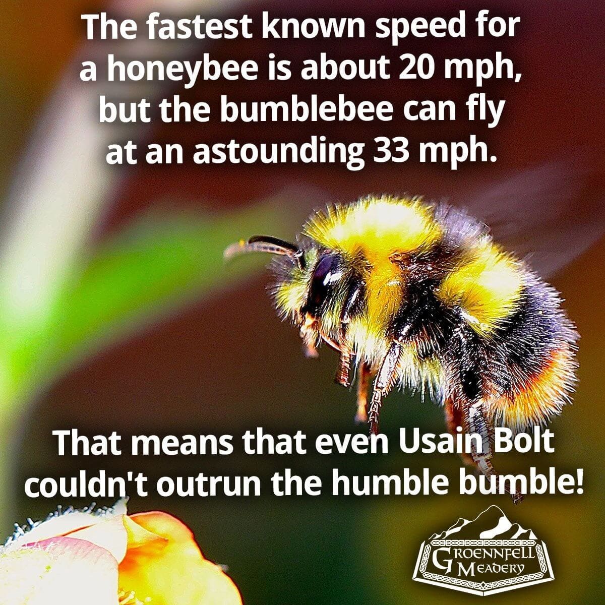 Thursday Fun Fact 1-13: Flight of the Bumblebee