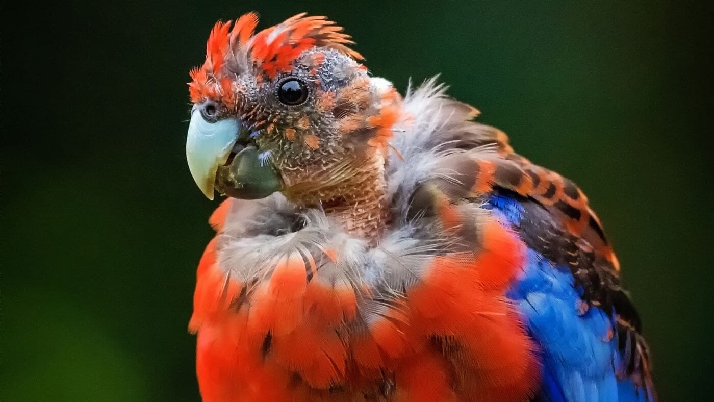 Rosella with feather loss on the head