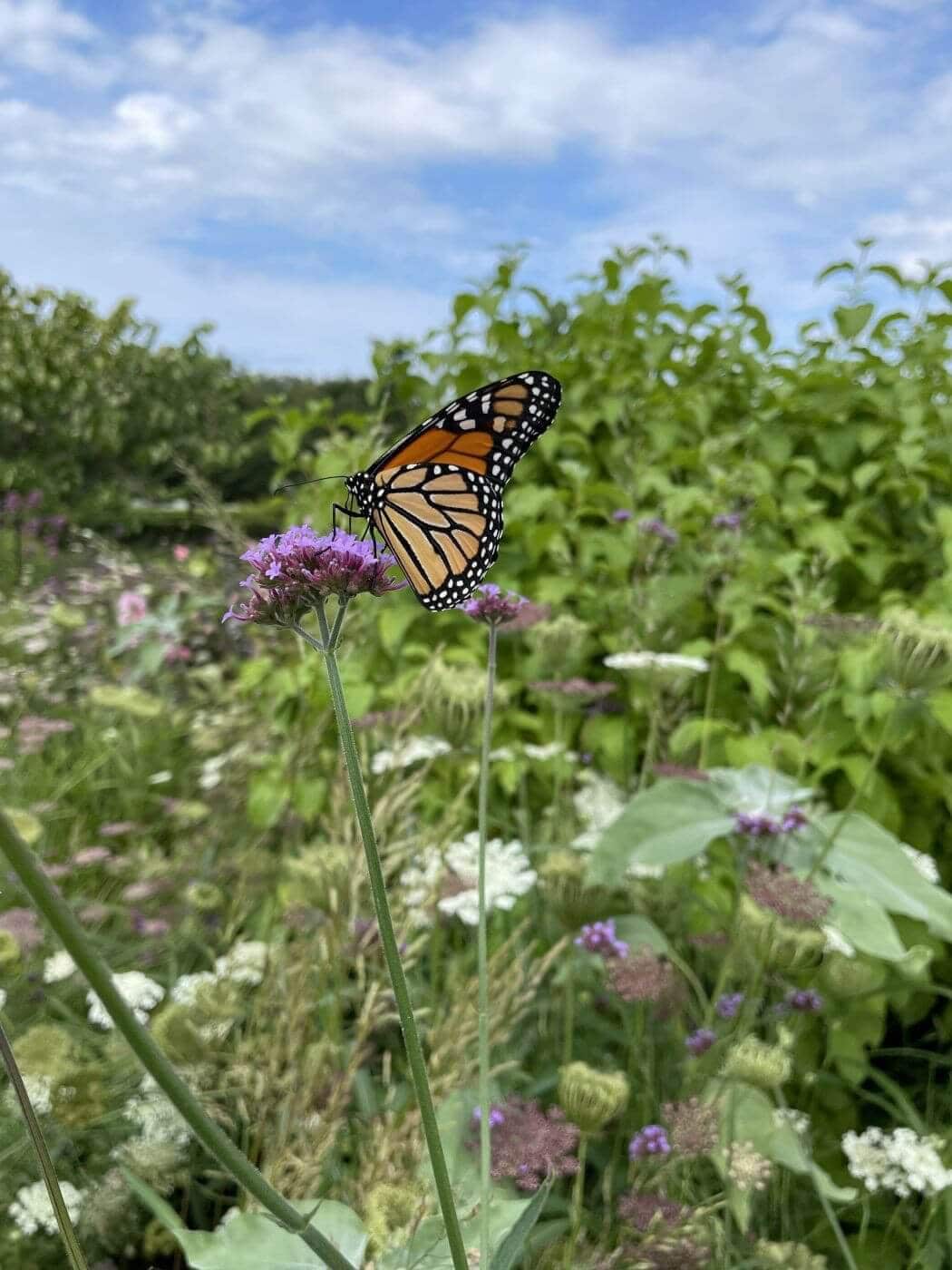monarch butterfly