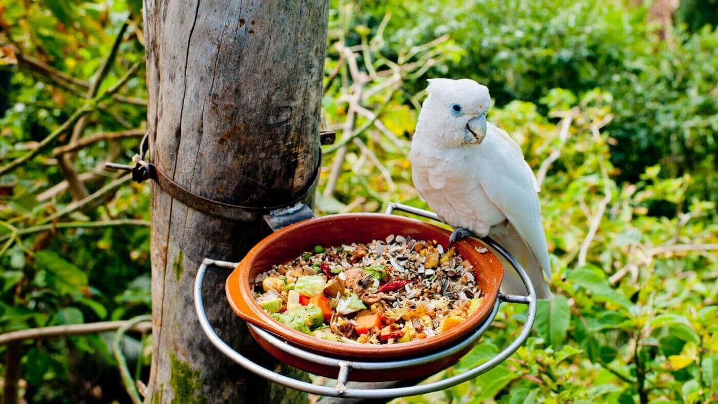 Feeding a Parrot Fresh Food