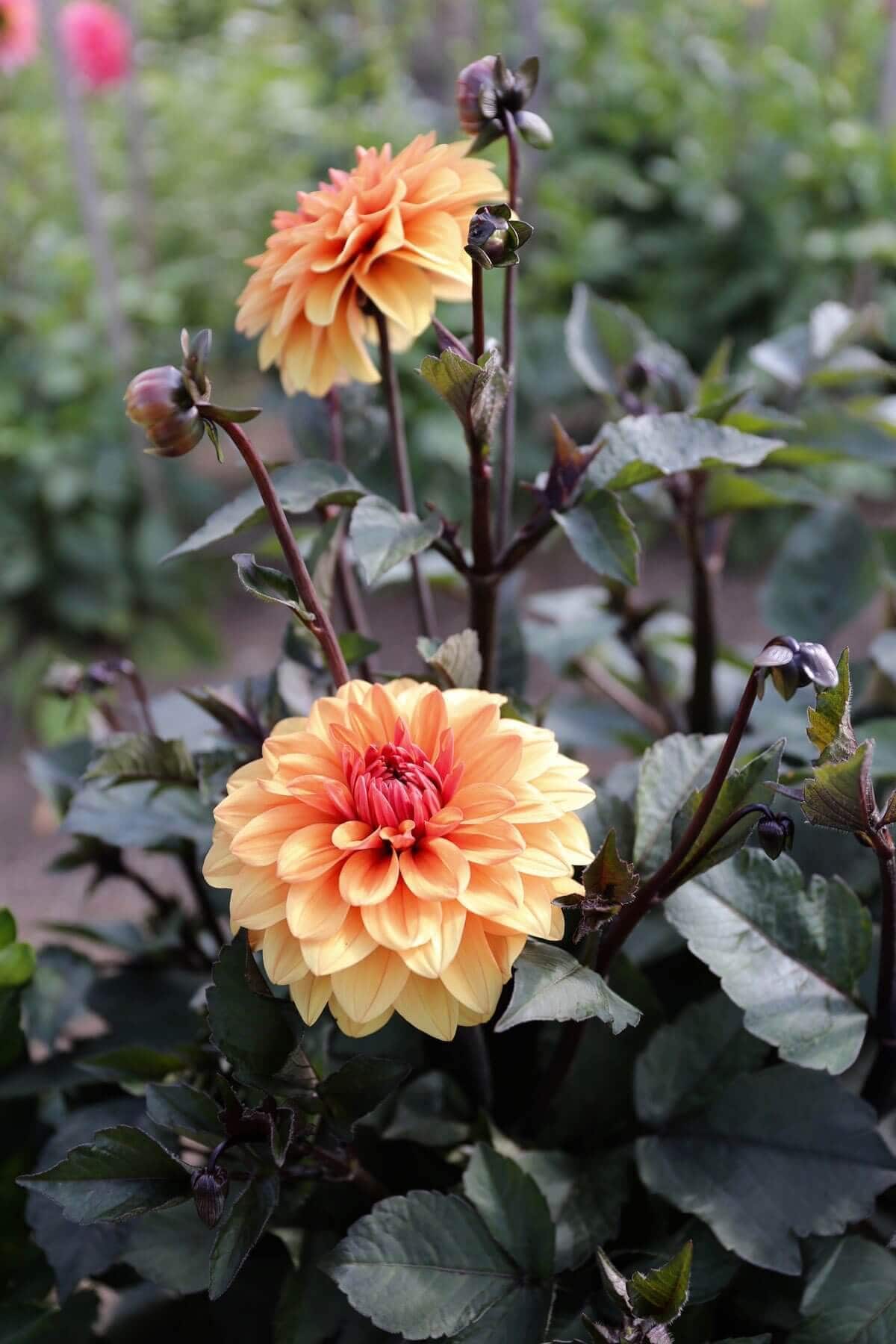Cutting Garden Dahlias: This Year's Favorites - Longfield Gardens