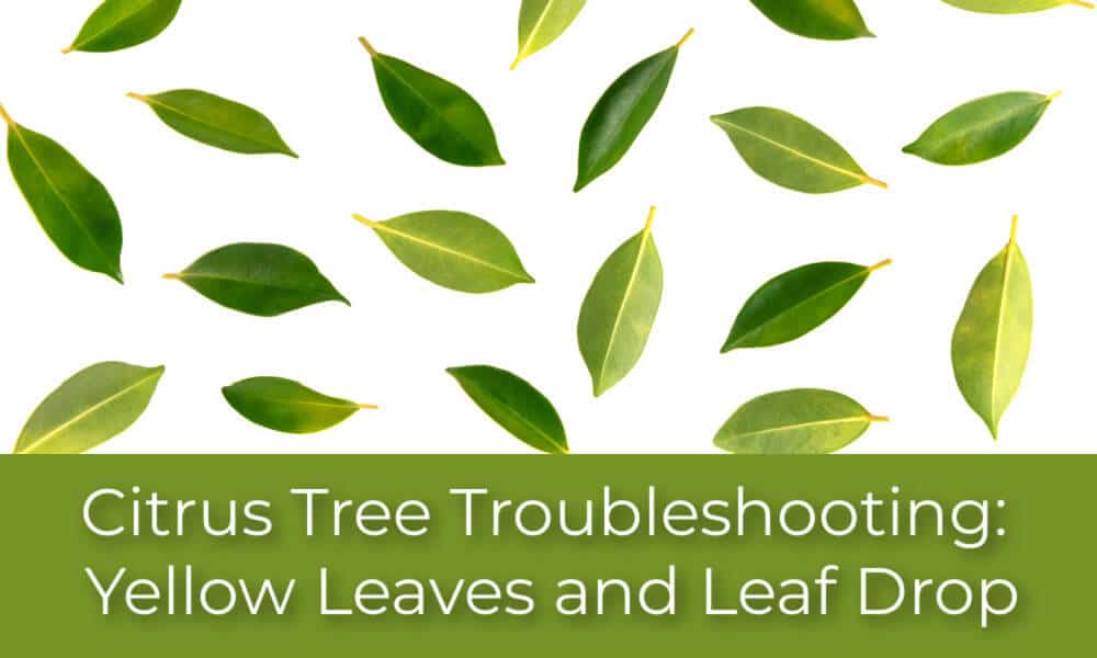Why Are My Citrus Tree Leaves Turning Yellow and Dropping?