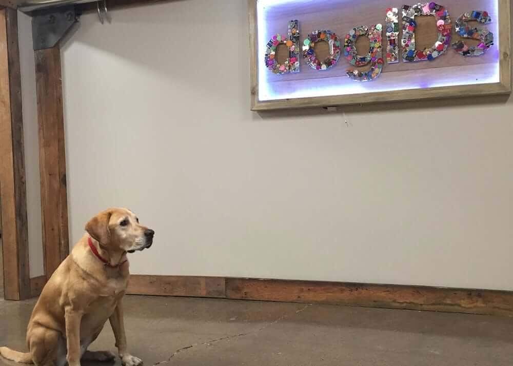 My Life As An Office Dog and Spokesdog
