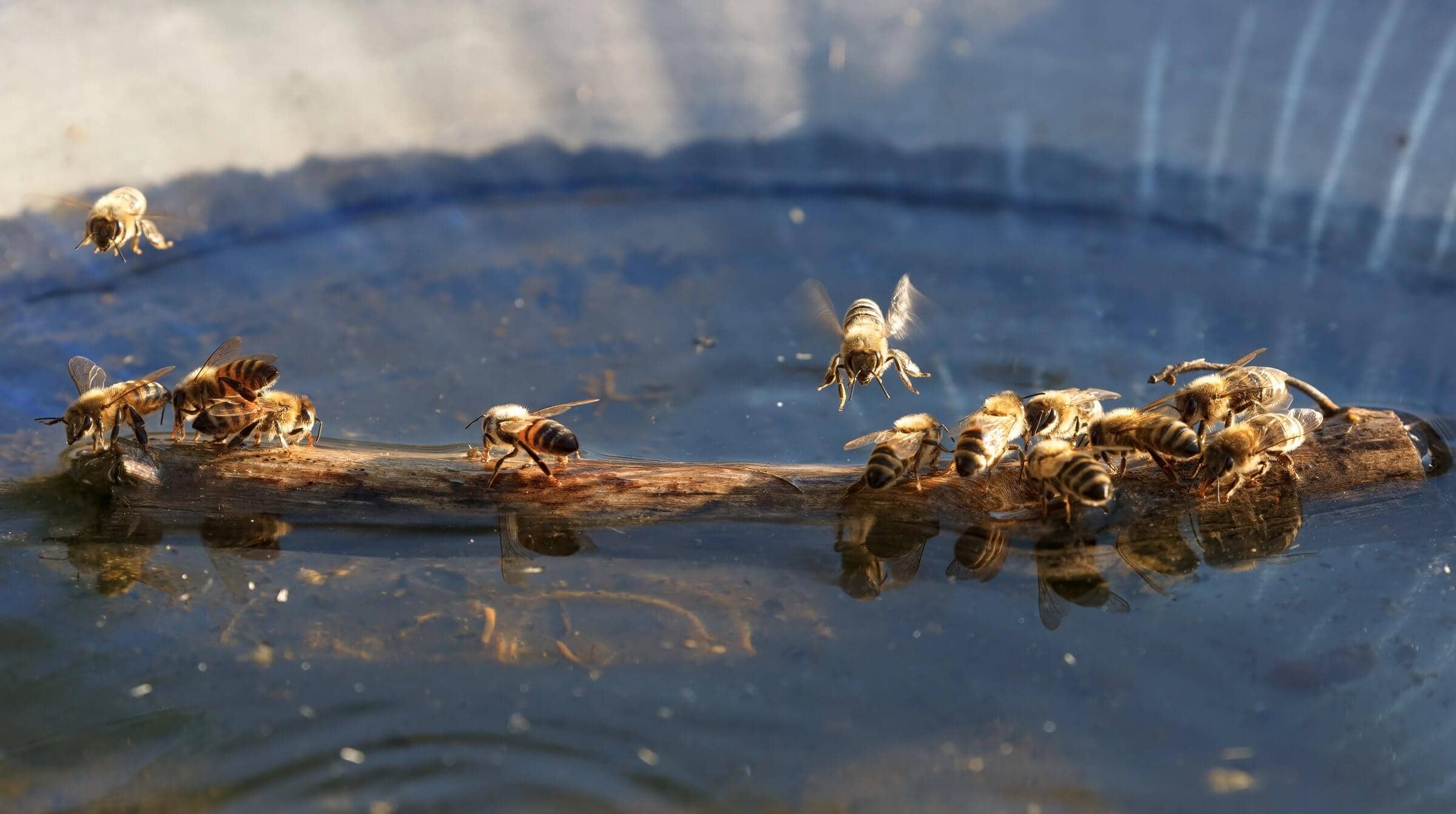 The Critical Role of Water for Honey Bees