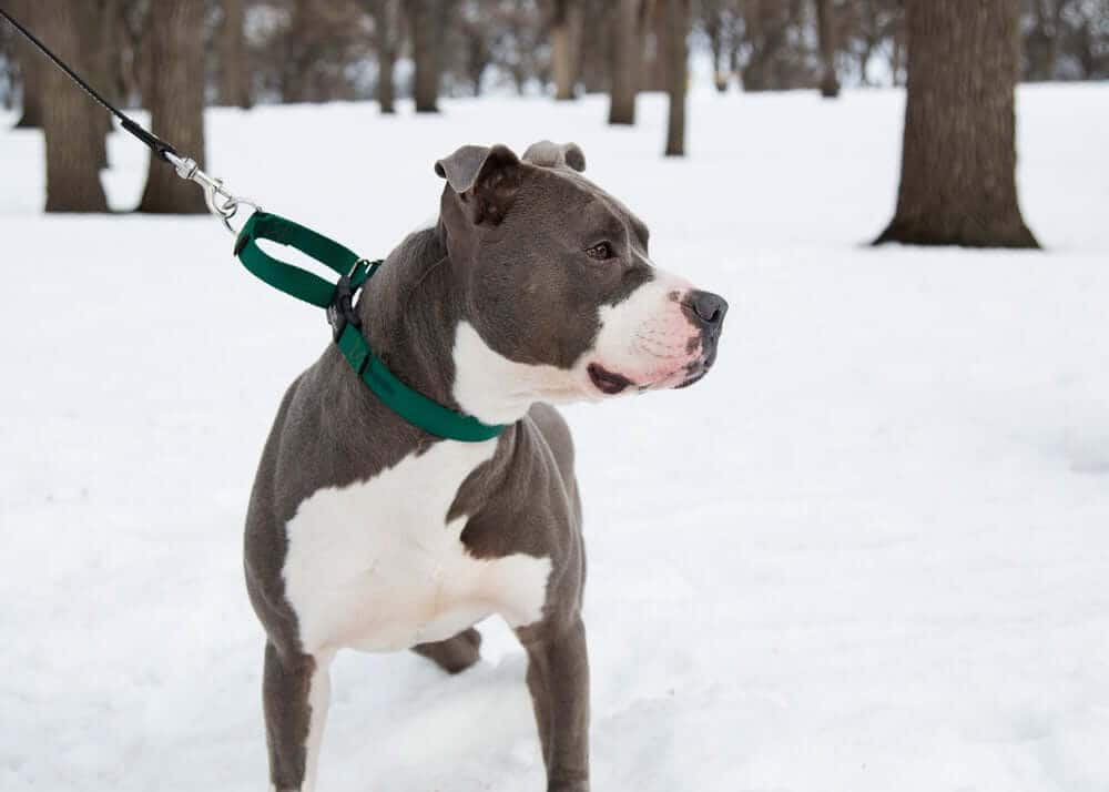 Nylon Martingale Collar on Pit Bull Terrier