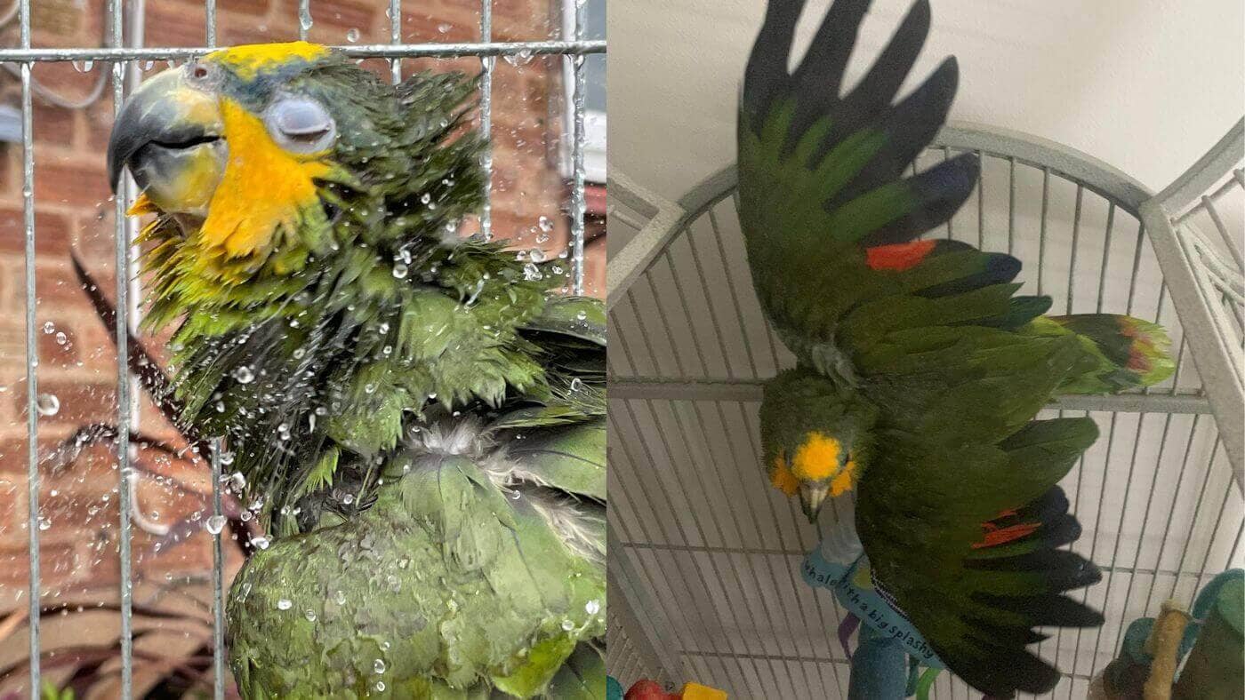 Shenanigans of Having Amazon Parrots as Pets