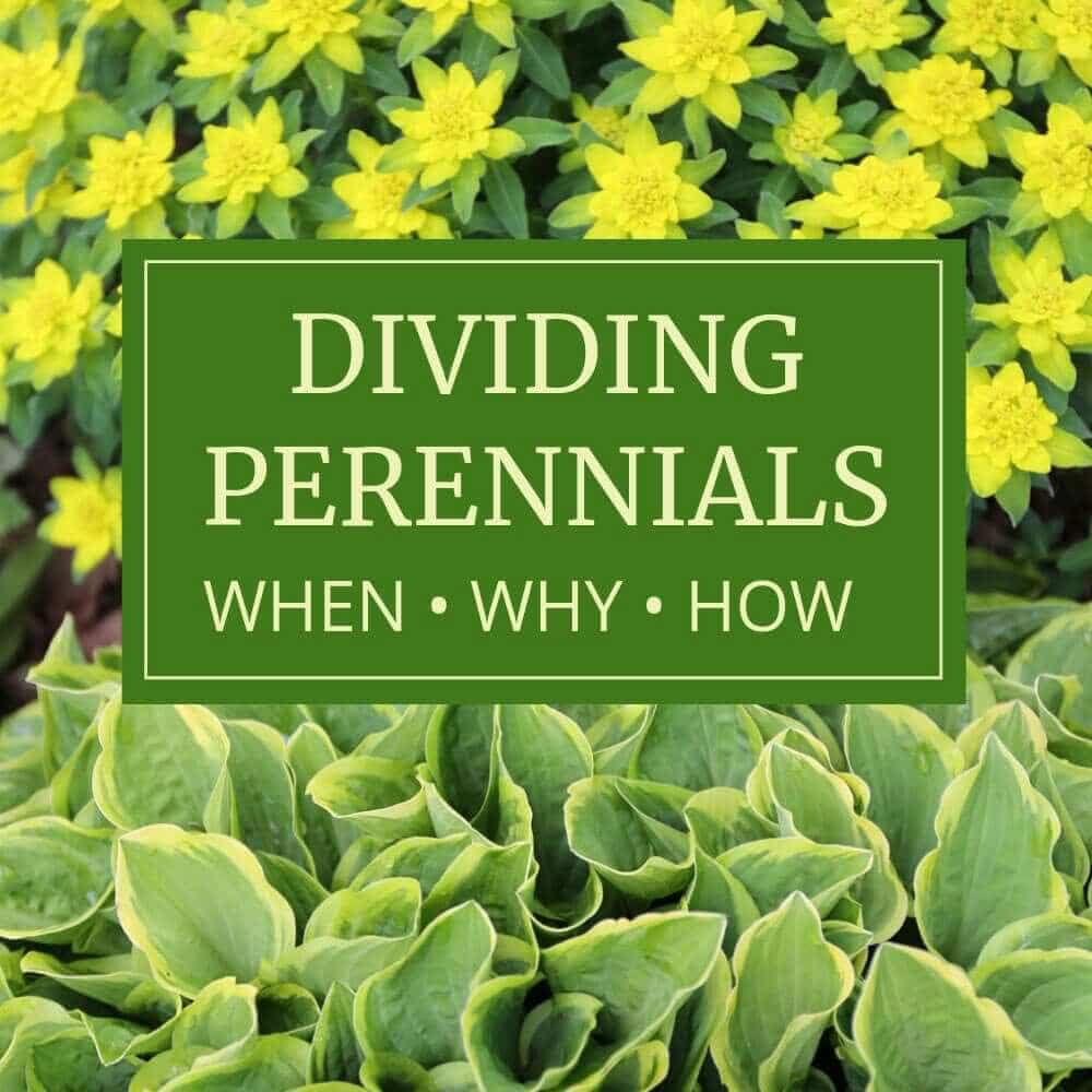 What to Know About Dividing Perennials - Longfield Gardens
