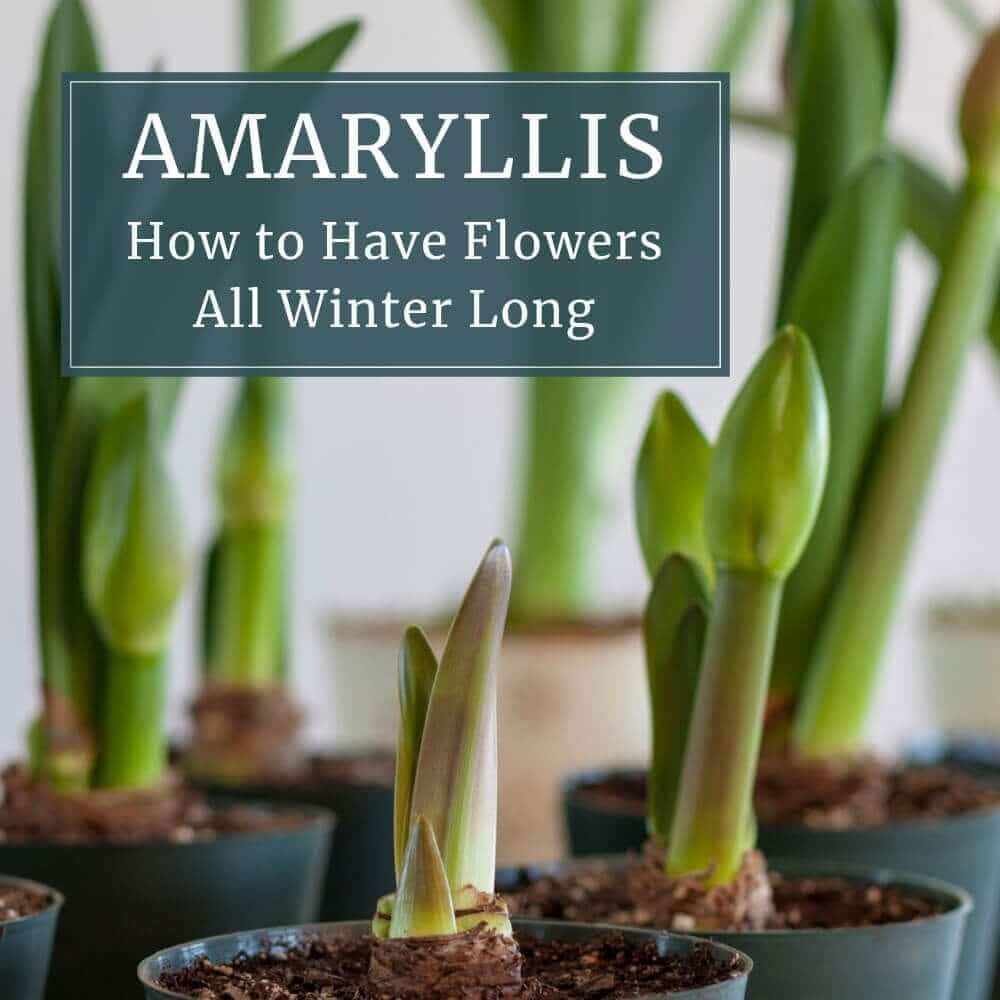 How to Have Amaryllis Blooming All Winter Long