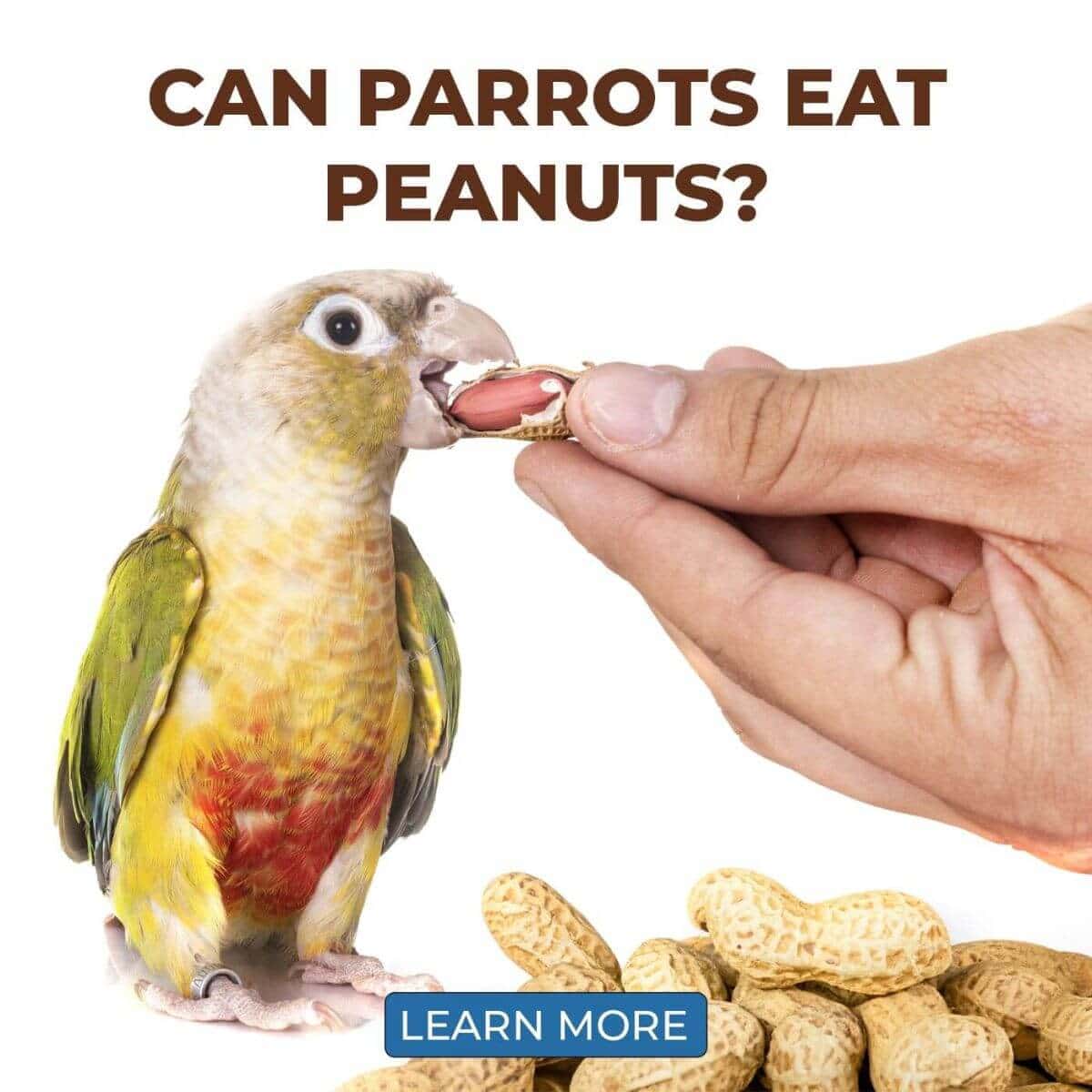 Can Parrots Eat Peanuts? The Great Peanut Controversy
