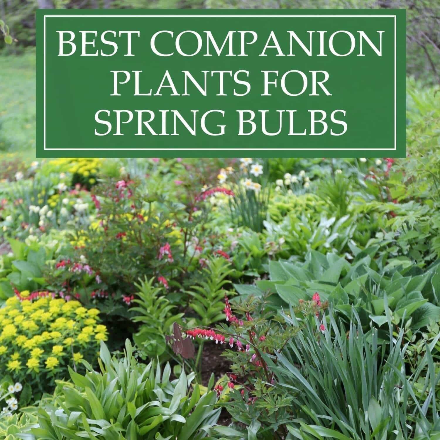 Companion Plants for Spring Bulbs - Longfield Gardens