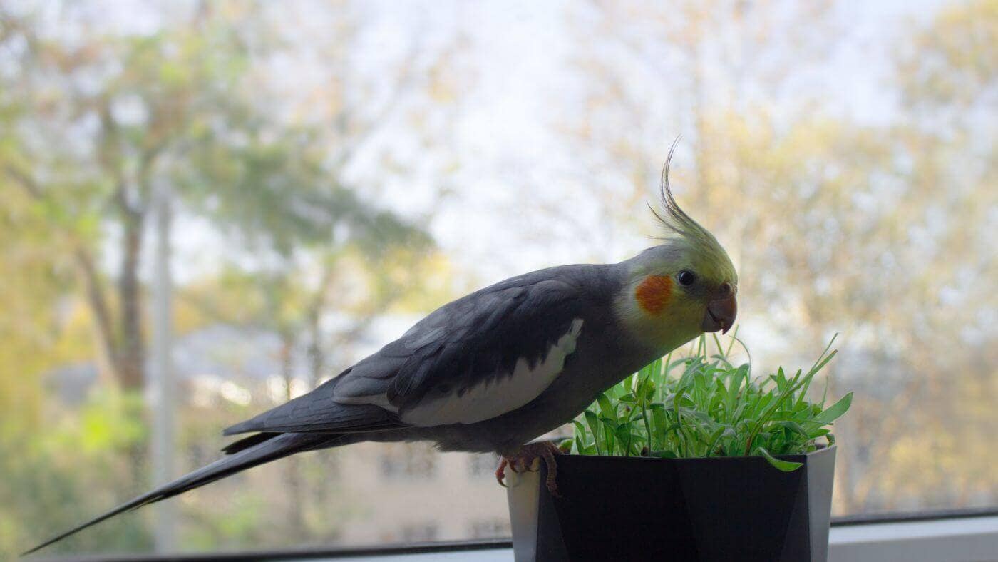 Cockatiel with Plant
