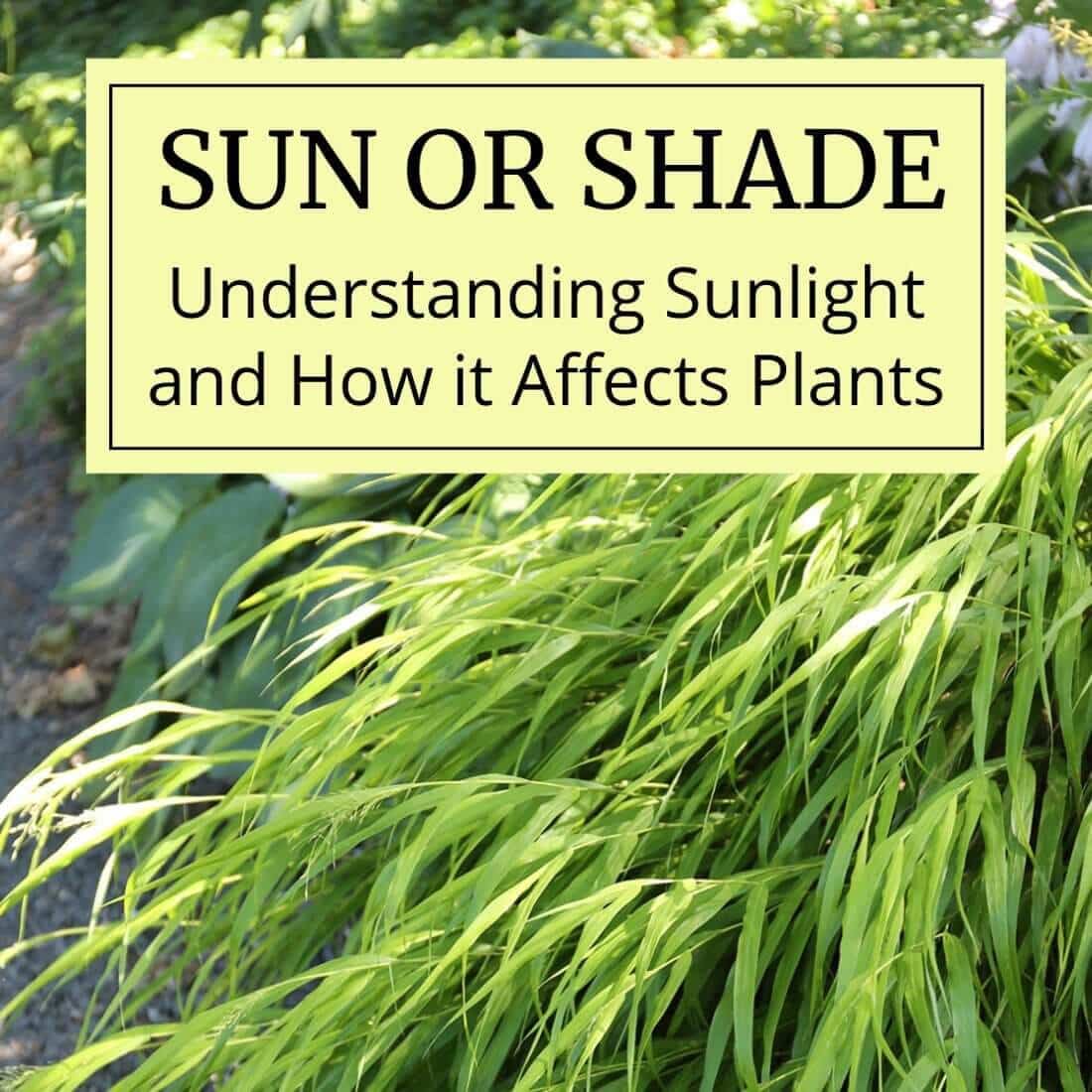 Sun or Shade: How Sunlight Affects Plants - Longfield Gardens