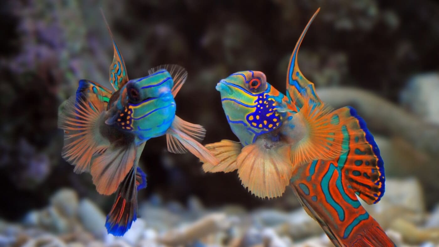 What Kind Of Copepods Are Good For Mandarin Fish?