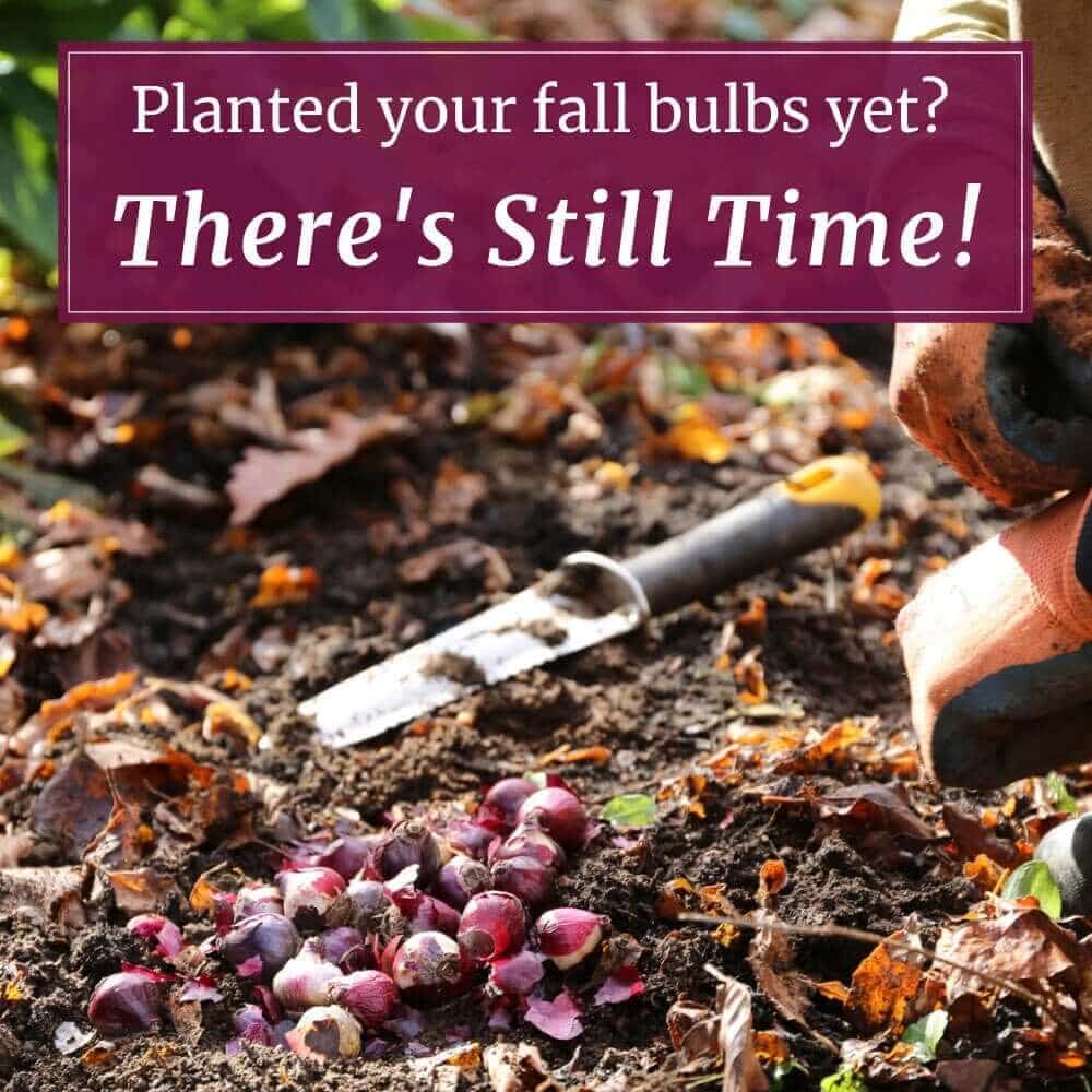 Planted Your Fall Bulbs Yet? There's Still Time!