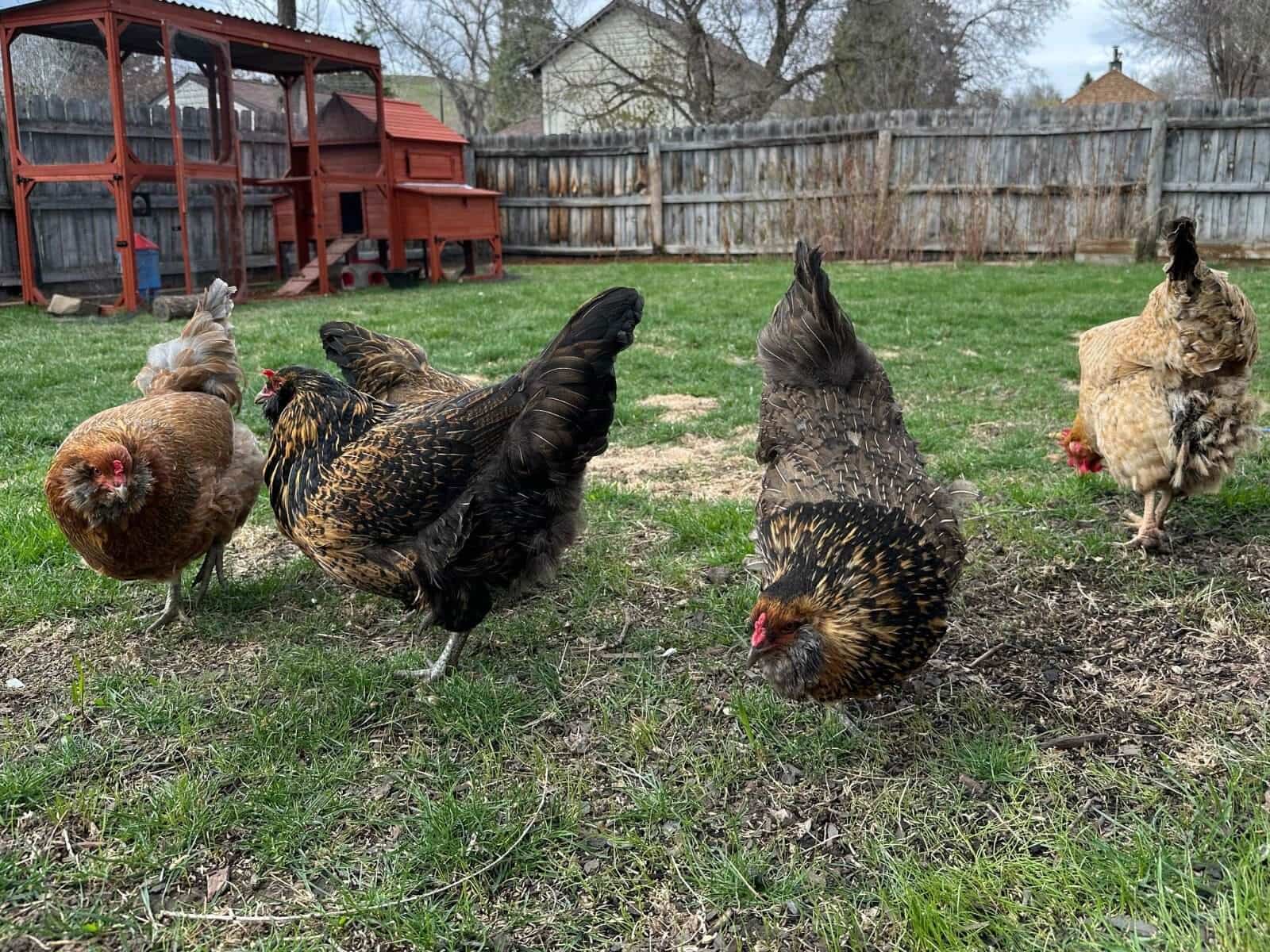 Things I Wish I Knew Before Getting Chickens