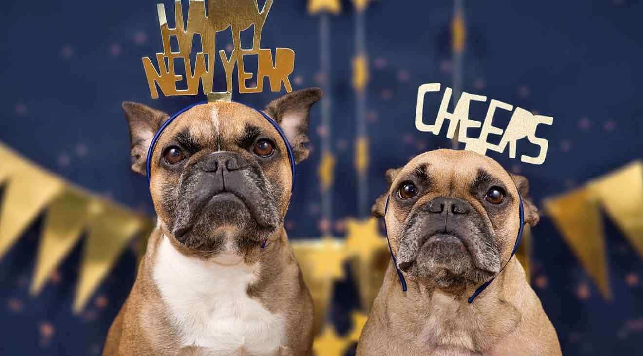 New Year's Resolutions for You or Your Dog