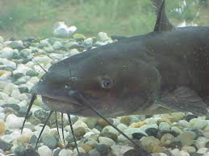 How to Fish Catfish - Season, Rigs, Tips and Complete Guide