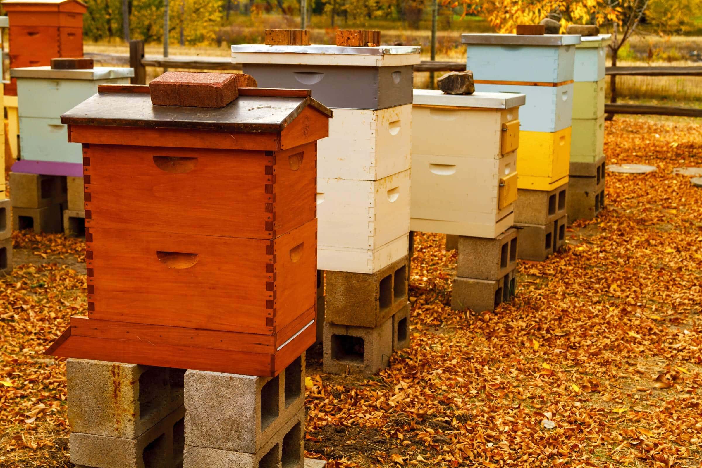 move a bee hive in cooler weather
