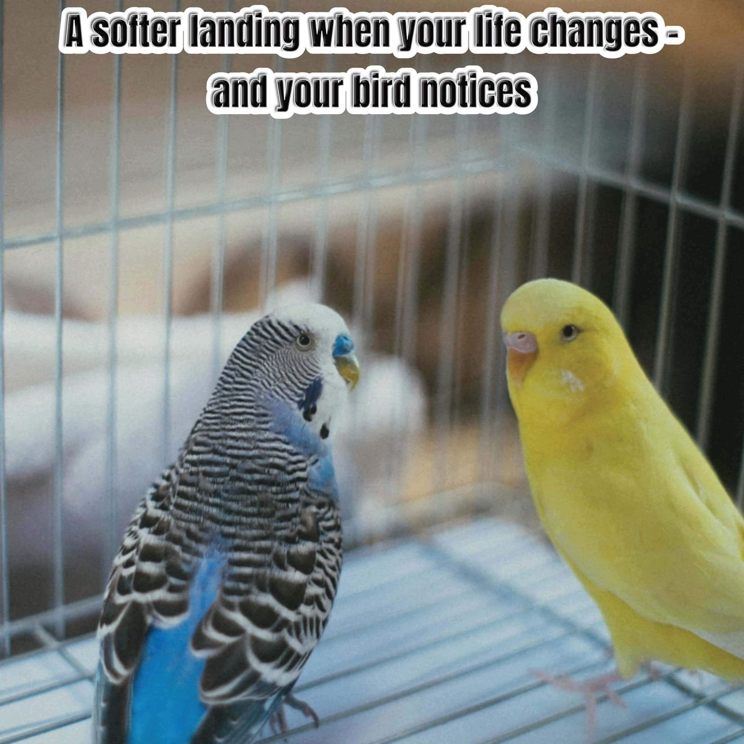 A Softer Landing When Your Life Changes – and Your Bird Notices