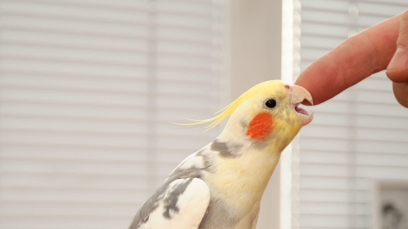 Cockatiel Biting