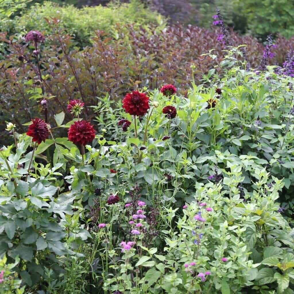 Growing Dahlias in Hot Weather - Longfield Gardens