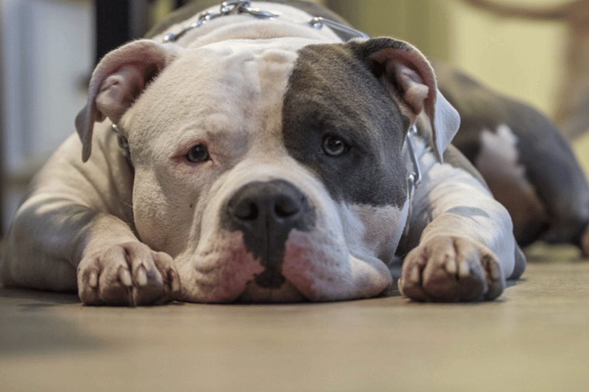 Large Pit Bull Terrier Laying on Floor Wearing Prong Collar