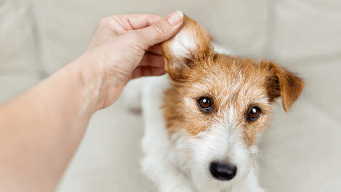 touch test for dogs