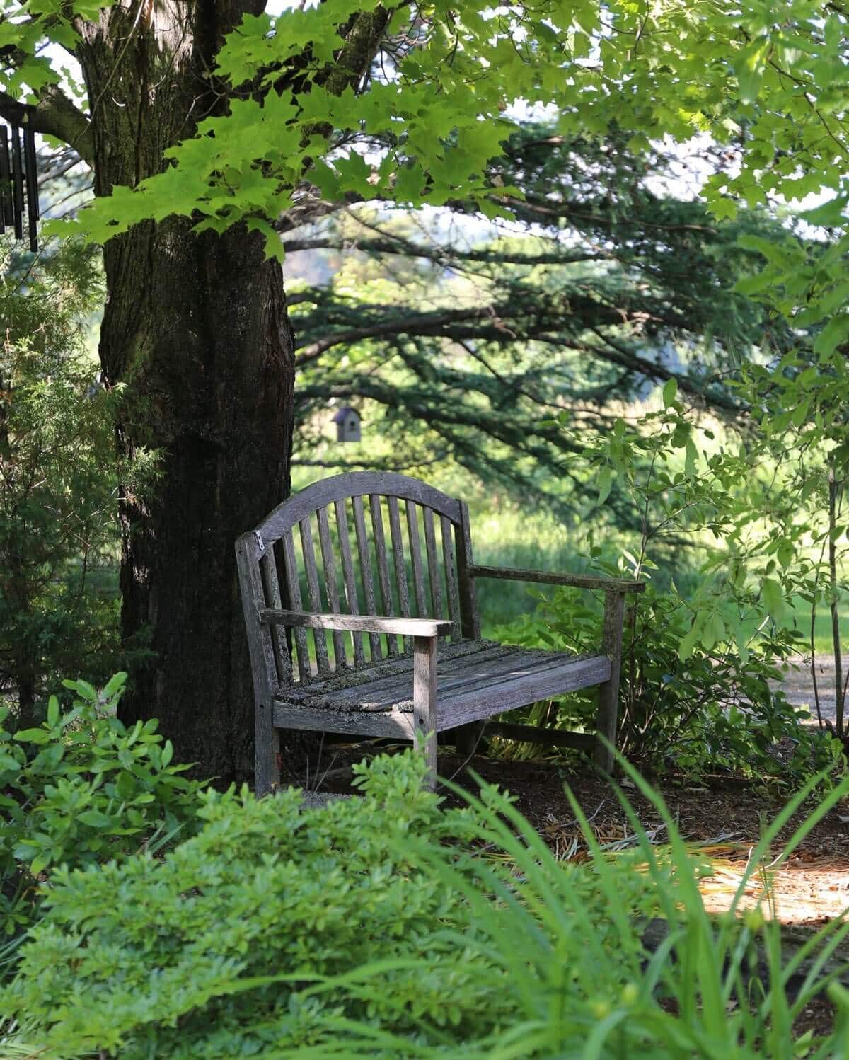 Sun or Shade: How Sunlight Affects Plants - Longfield Gardens