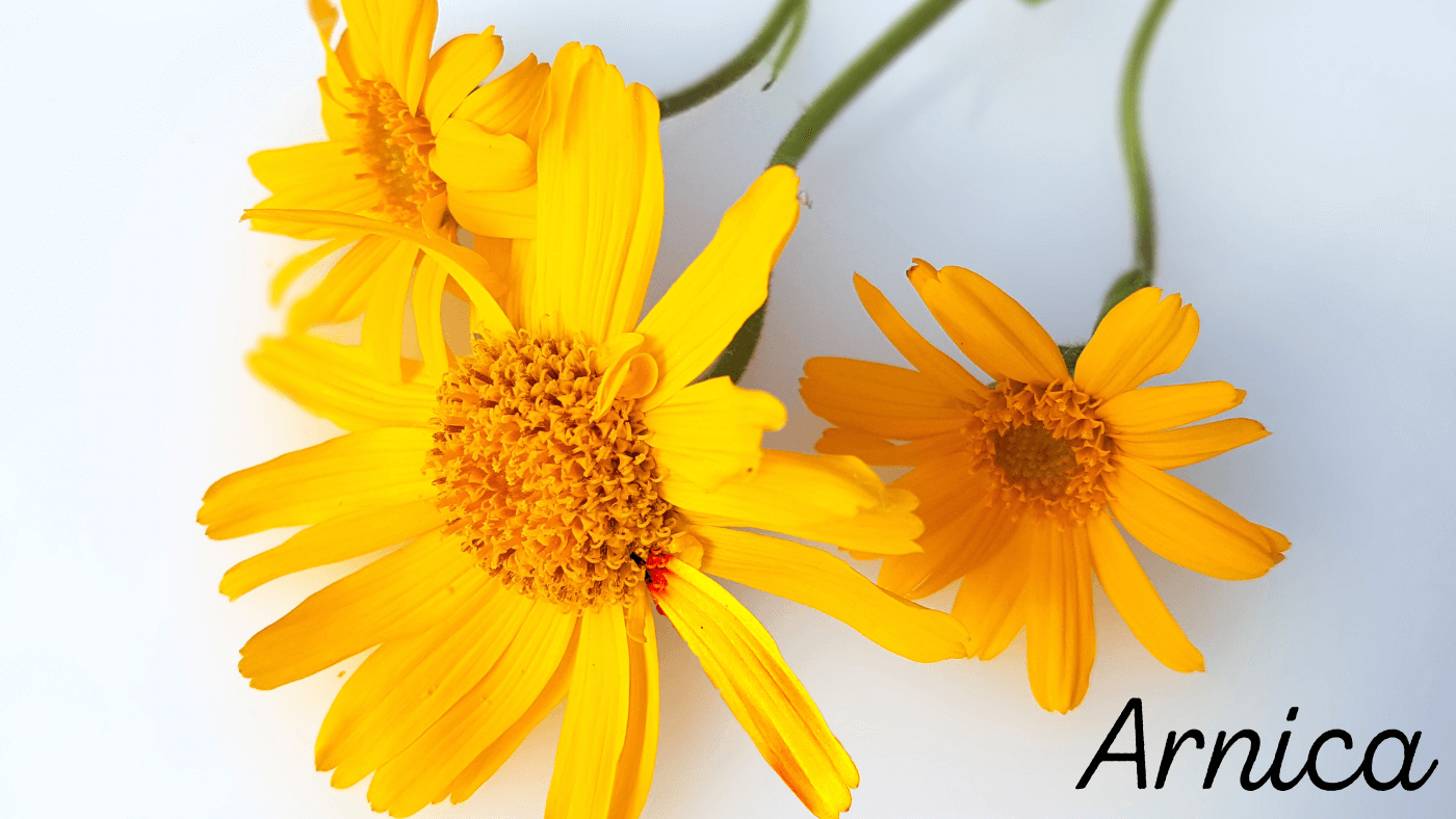 Arnica Essential Oil for Arthritis, Healthy Hair, Skin & Muscles