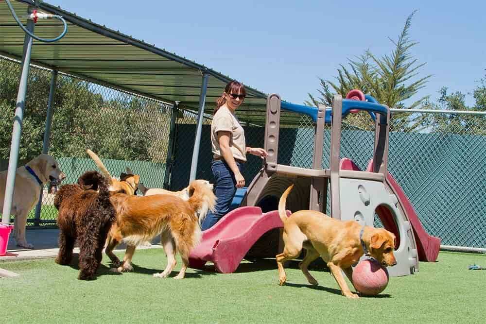 dogs playing at dog daycare
