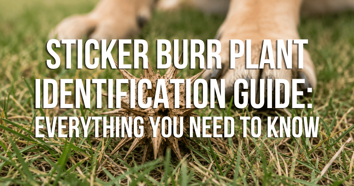 Sticker Burr Plant Identification Guide