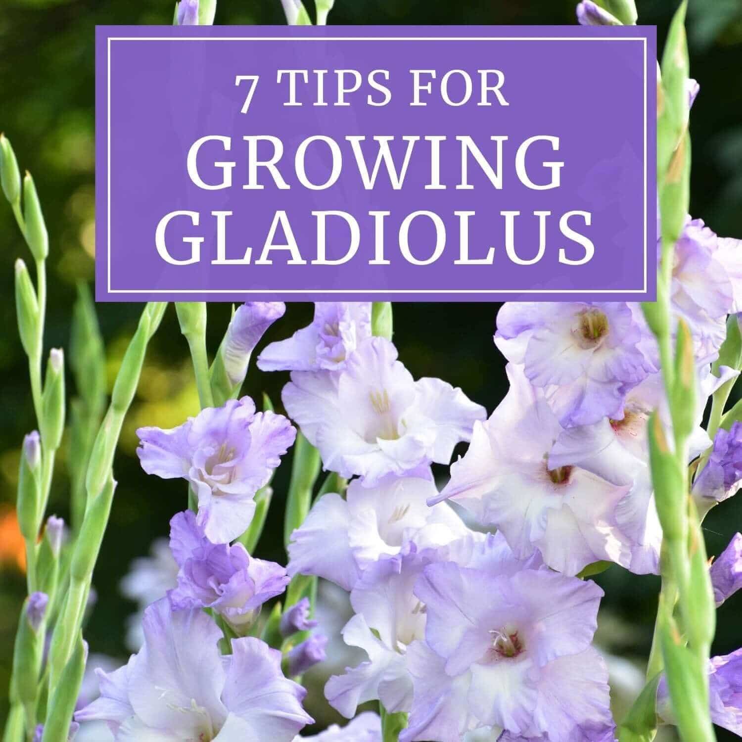7 Tips for Growing and Using Gladiolus