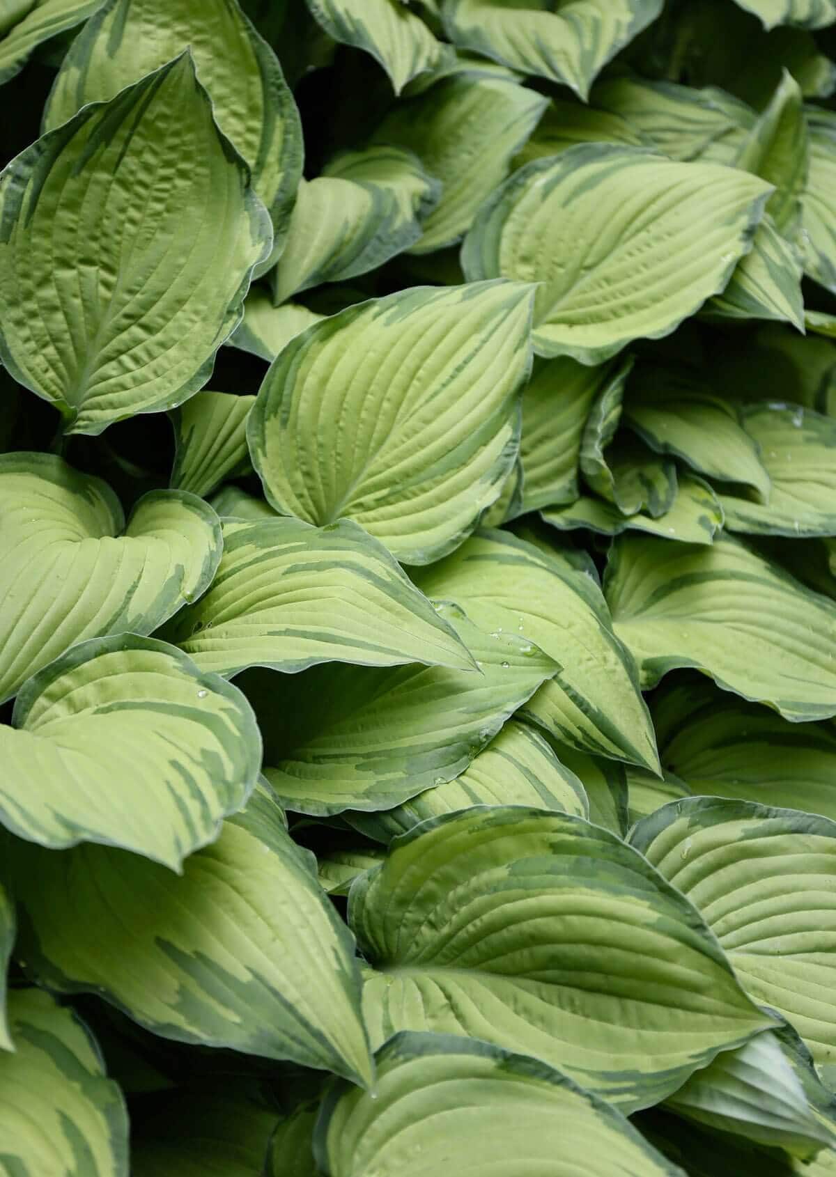 lime.jpg?v=1765890642