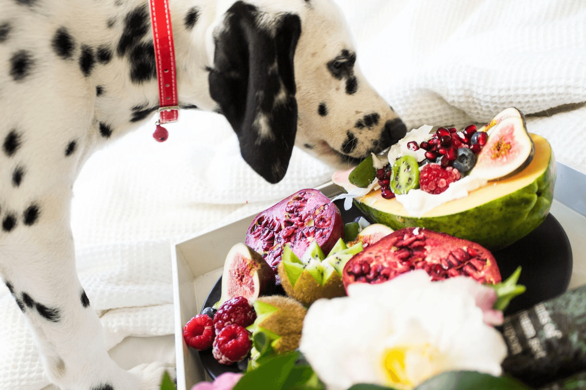 Can Dogs Eat This? Human Foods Dogs Can and Can't Eat