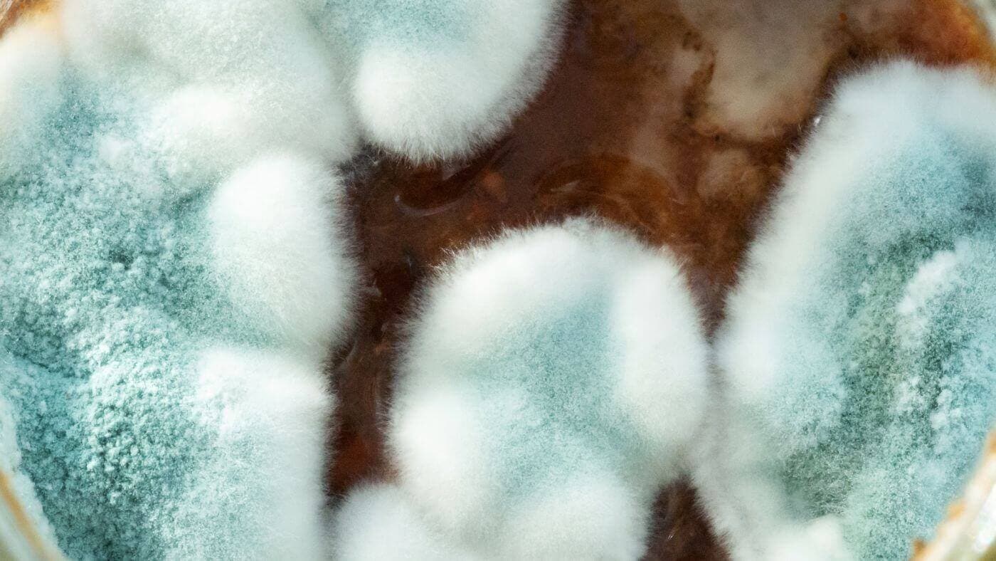 Aspergillosis