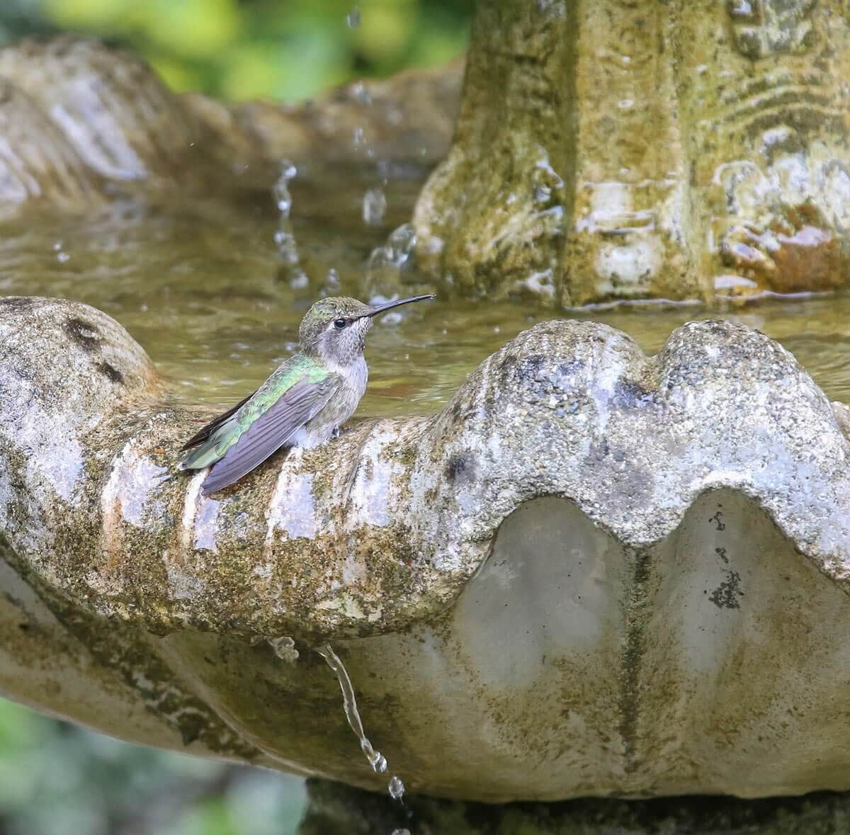 How to Design a Hummingbird Garden - Longfield Gardens