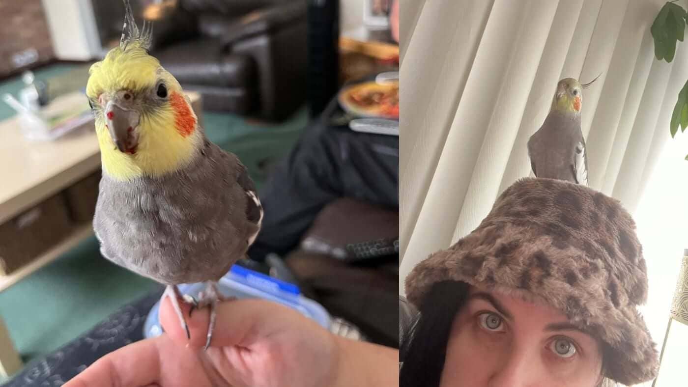 Louisa and her Pet Cockatiel Sunny