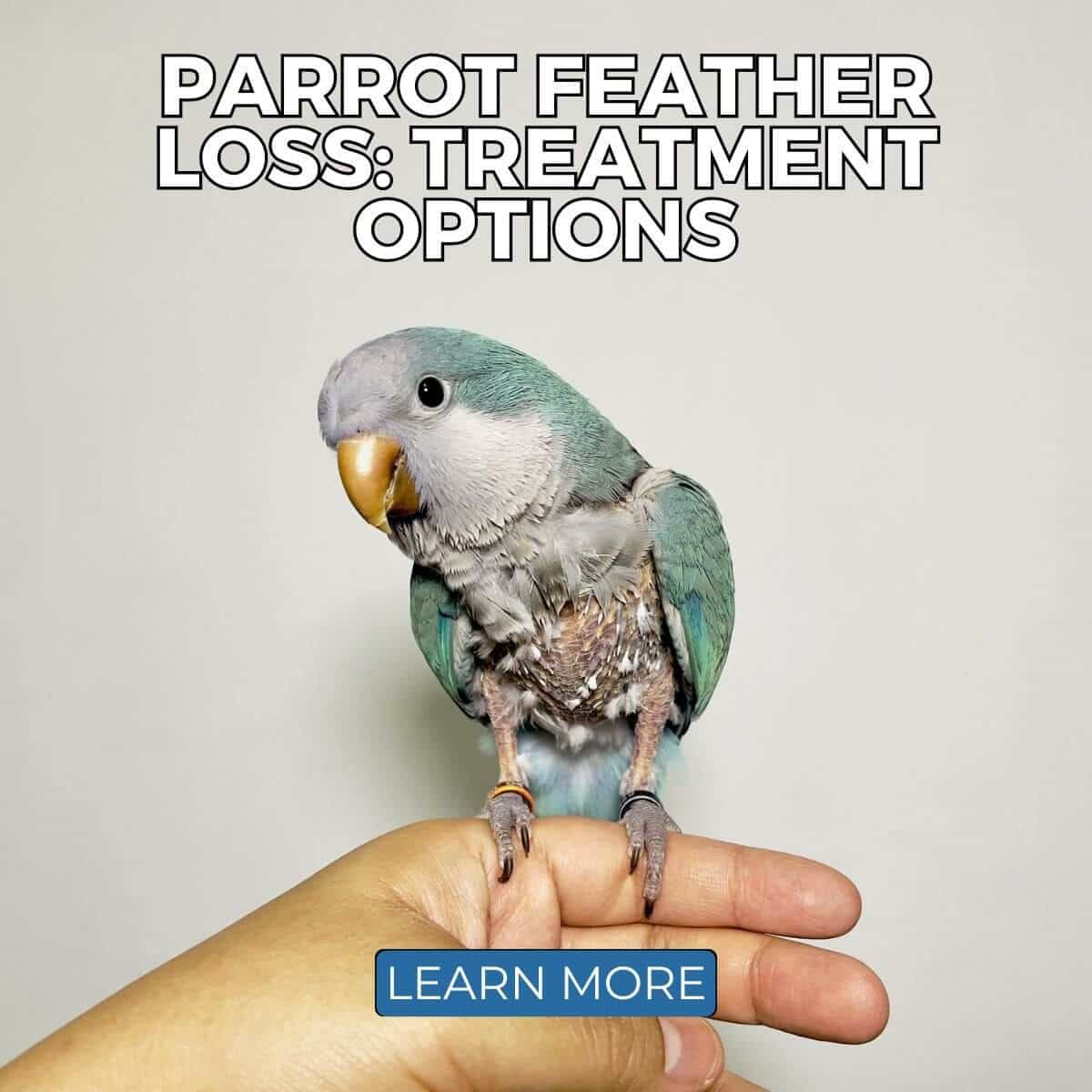 Parrot Feather Loss: Treatment Options