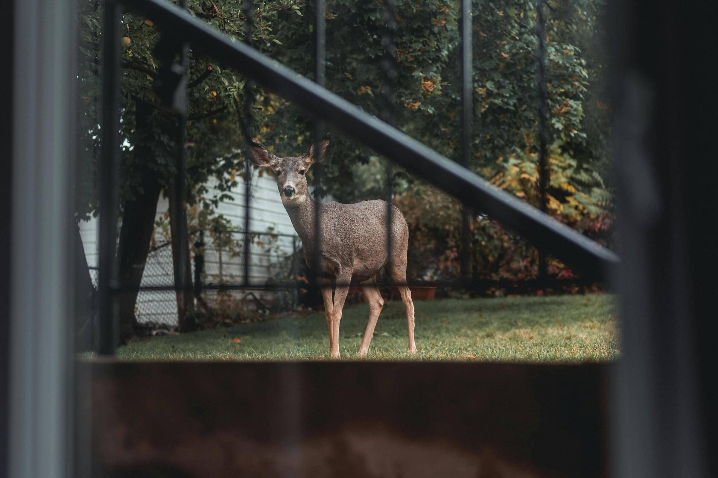 Photo taken through a window of a deep standing in a residential yard. There is a handrail and metal fencing in the foreground.